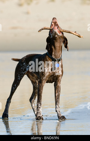 German short haired pointer Canis lupus familiaris Stock Photo