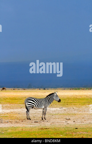 African Wild Zebra. Kenya. Amboseli national park. Stock Photo