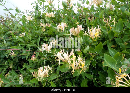 Wild honeysuckle lonicera in bloom flowering growing in a hedge hedgerow in the countryside near Llandovery Carmarthenshire  Wales UK  KATHY DEWITT Stock Photo