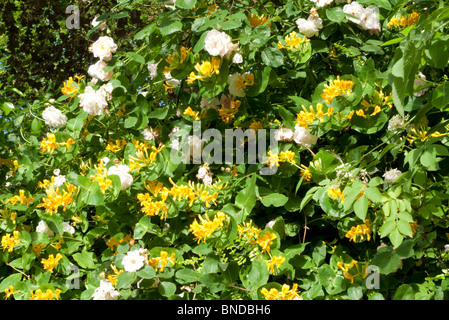 Pale pink roses and deep yellow honeysuckle in bloom in spring in a garden in Gloucestershire, England UK  KATHY DEWITT Stock Photo