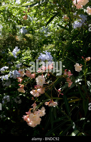 Greek hedging plants Stock Photo