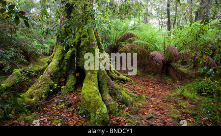 A beautiful moss covered tree (Nothofagus moorei) in lush temperate rainforest, Barrington Tops National Park, Australia Stock Photo