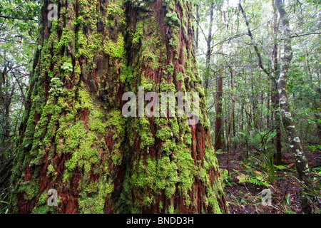 A beautiful moss covered tree (Nothofagus moorei) in lush temperate rainforest, Barrington Tops National Park, Australia Stock Photo