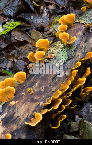 Yellow fungi growing on a rotting log in a rainforest, Barrington Tops, Australia Stock Photo