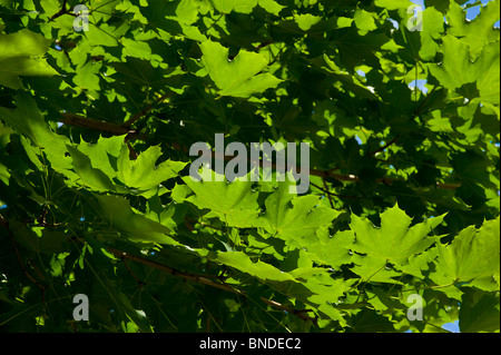 Green maple tree leaves Stock Photo