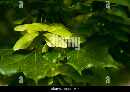The winged seeds of a maple tree Stock Photo