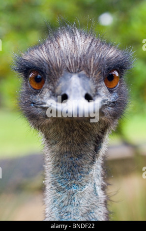 Emu (Dromaius novaehollandiae) looking at the camera, Australia Stock Photo