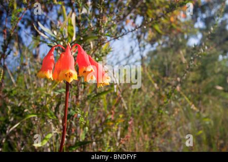 Christmas Bell flowers (Blandfordia nobilis), Royal National Park, Australia Stock Photo