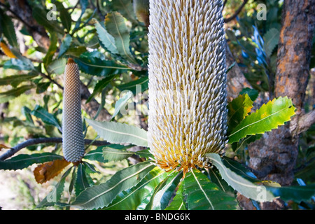 Flower spikes of a Banksia tree (Banksia serrata), Royal National Park, Sydney, Australia Stock Photo