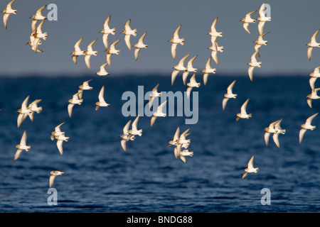 Sanderling; Calidris alba; flock in flight Stock Photo