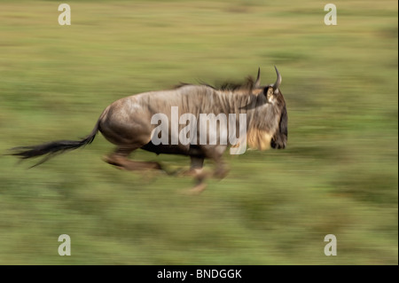 Wildebeest Migration, Serengeti Ecosystem, Tanzania Stock Photo