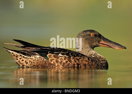 A male Northern Shoveler (Anas clypeata) in eclipse plumage Stock Photo