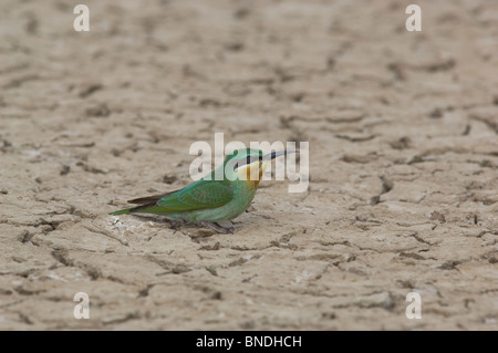 Blue-cheeked Bee Eater Merops persicus Little Rann of khachch Gujrat India Stock Photo
