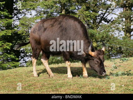 Female Gaur or Indian Bison, Bos gaurus (previously Bibos gauris), Bovinae, Bovidae. Large Asian Cattle. Stock Photo