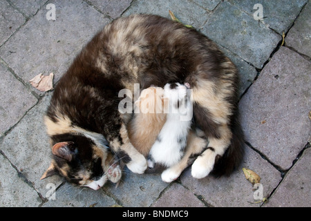 Mother cat feeding two kittens Stock Photo