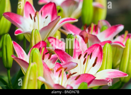 Beautiful hemerocallis, pink flowers Stock Photo