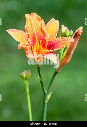 Close-up of beautiful orange hemerocallis flower Stock Photo