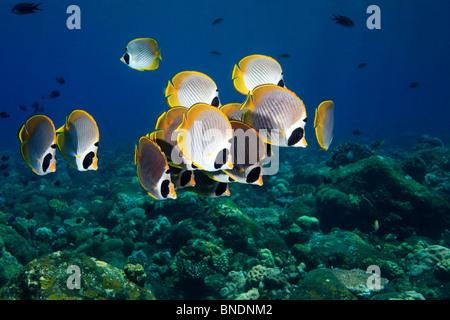 school of Eye-Patch, Panda, or Philippine butterflyfish, Chaetodon adiergastos, swimming over the reef. Tulamben, Bali Indonesia Stock Photo