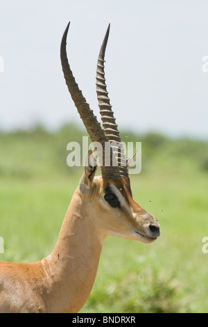 Grant's Gazelle, Tsavo-East National Park Stock Photo