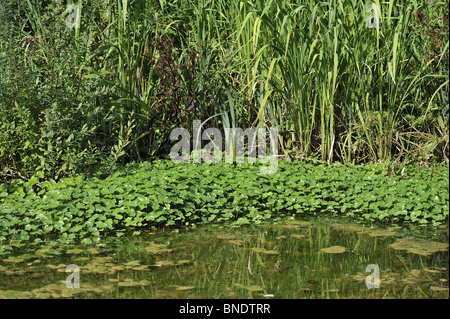Floating pennywort (Hydrocotyle ranunculoides) in a marsh in Belgium (introduced in Europe from North America) Stock Photo