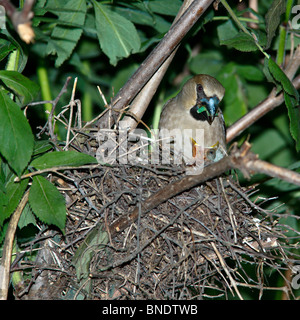 Nest of a Hawfinch (Coccothraustes coccothraustes) with baby birds in the nature. Stock Photo