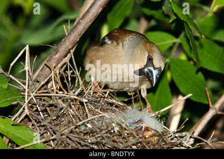 Nest of a Hawfinch (Coccothraustes coccothraustes) with baby birds in the nature. Stock Photo