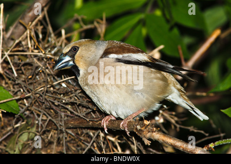 Nest of a Hawfinch (Coccothraustes coccothraustes) with baby birds in the nature. Stock Photo