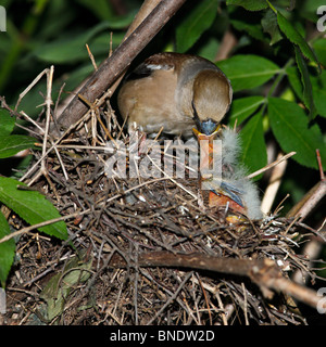 Nest of a Hawfinch (Coccothraustes coccothraustes) with baby birds in the nature. Stock Photo