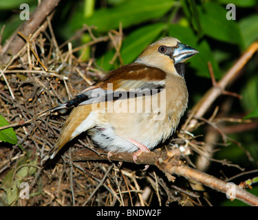 Nest of a Hawfinch (Coccothraustes coccothraustes) with baby birds in the nature. Stock Photo