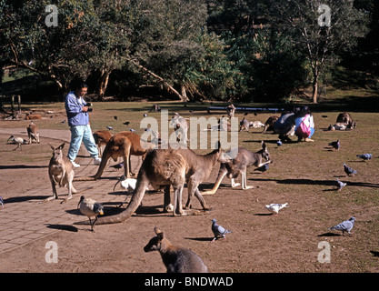 Kangaroos & Wallabies in a Wildlife sanctuary, Currumbin, Queensland, Australia. Stock Photo