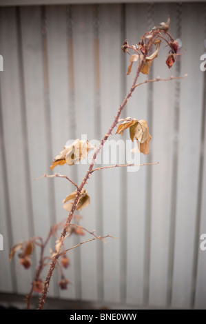 Branch of a rose plant with dried, dead leaves and sharp thorns Stock Photo