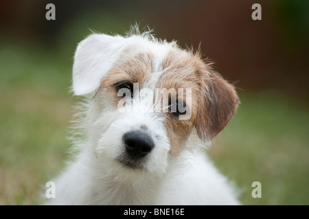 Jack Russell puppy Stock Photo