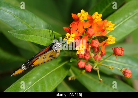 African Queen butterfly on a flower. KwaZulu-Natal, South Africa Stock Photo