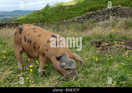 Oxford Sandy and Black weaner pigs rooting on pasture Stock Photo