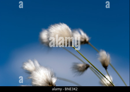 hares tail cotton grass ( eriophorum vaginatum ) flowering on moorland in cumbria Stock Photo