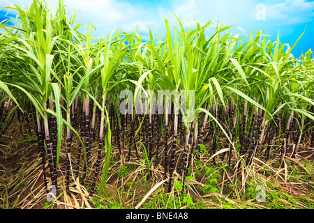 Sugar cane plantation. Khanh Hoa province. Vietnam Stock Photo