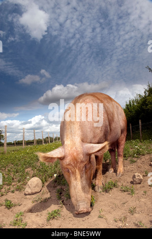 Free range Tamworth sow grazing in field. Stock Photo