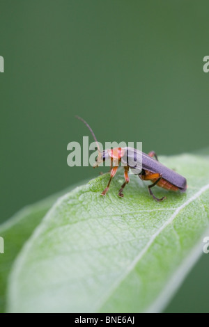Soldier Beetle Cantharis rustica adult beetle on a leaf Stock Photo