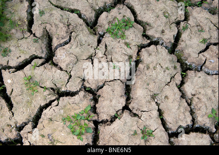 Soil dried with cracks in during drought conditions Stock Photo