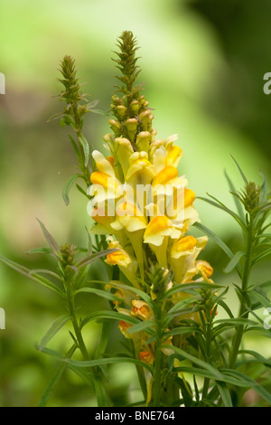 Common Toadflax linaria vulgaris plant in flower Stock Photo