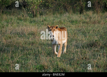 An Angry Lioness walks towards the safari vehicle in Masai Mara National Reserve, Kenya, Africa Stock Photo