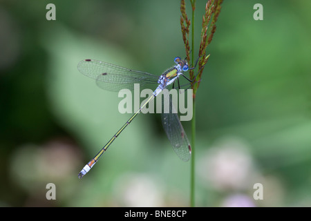 Emerald Damselfly Lestes sponsa adult male at rest Stock Photo