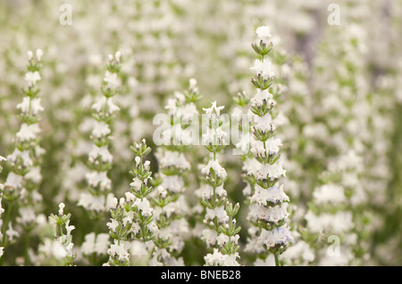 Lavandula x intermedia 'Edelweiss' in flower Stock Photo