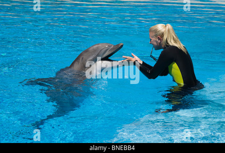 Girl zookeeper swimming with dolphins at the Mirage, an MGM resort ...