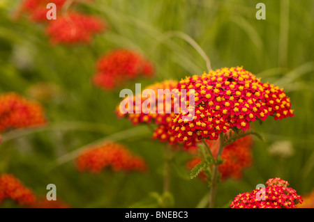 Achillea 'Fanal' in flower Stock Photo