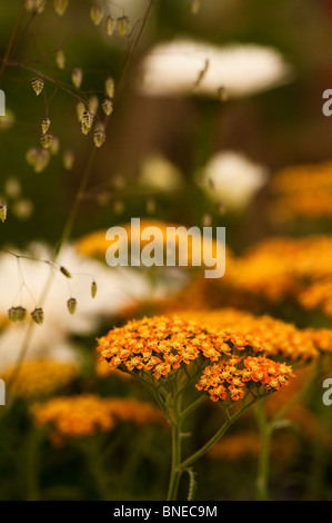 Achillea 'Terracotta' in flower Stock Photo