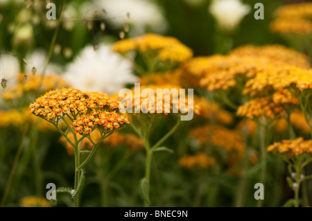 Achillea 'Terracotta' in flower Stock Photo