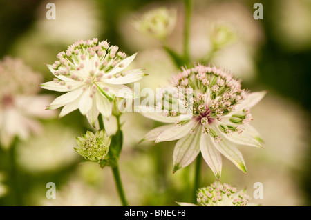 Astrantia major 'Buckland' in flower