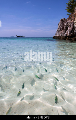A school of fish swim in the clear blue waters off one of Thailand's many beaches on the Andaman coast, around Phuket. Stock Photo