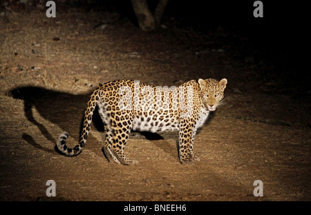 A Leopard standing in the night. Picture taken near a remote village in Rajasthan, India Stock Photo